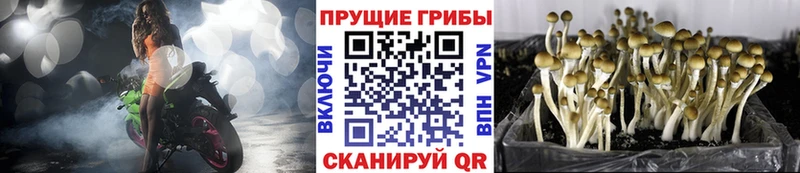 купить наркоту  Рязань  Галлюциногенные грибы Psilocybe 